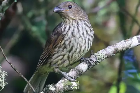 Tooth-billed Bowerbird