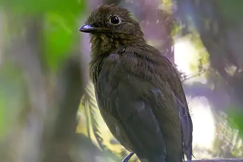 Foothill Schiffornis