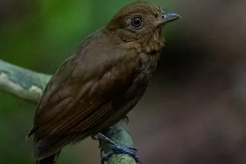 Russet-winged Schiffornis