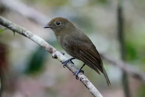 Brown-winged Schiffornis