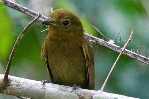 Northern Schiffornis