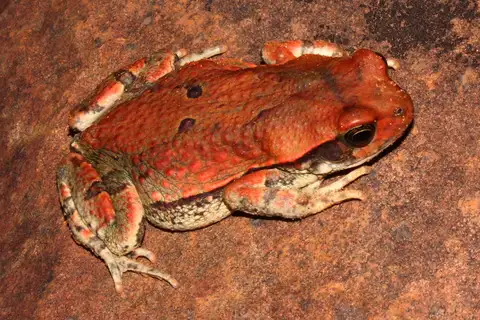 African Red Toad