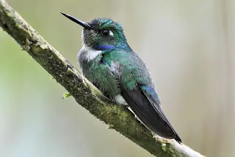 White-throated Daggerbill