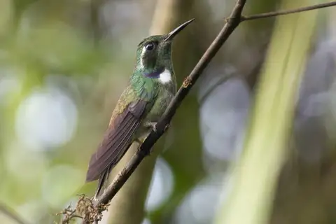 Geoffroy's Daggerbill