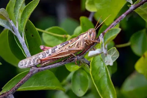 American Bird Grasshopper