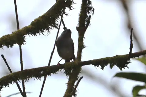 Sierra Leone Prinia