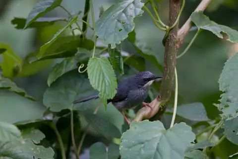 White-chinned Prinia