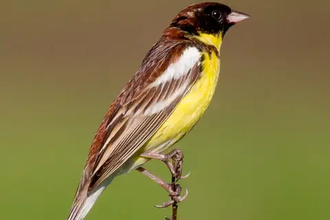 Yellow-breasted Bunting