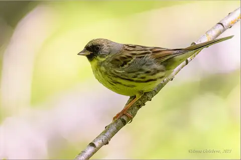 Masked Bunting