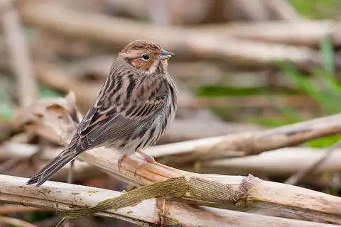 Little Bunting