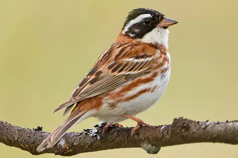 Rustic Bunting