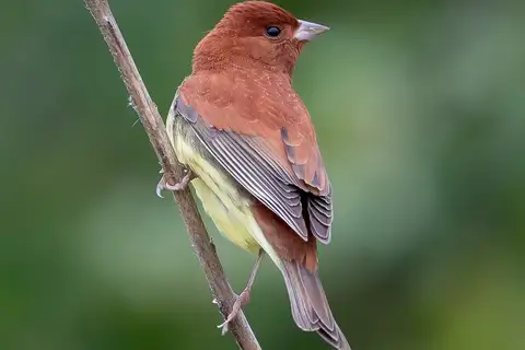 Chestnut Bunting