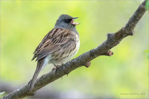 Black-faced Bunting