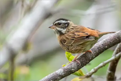 Tristram's Bunting