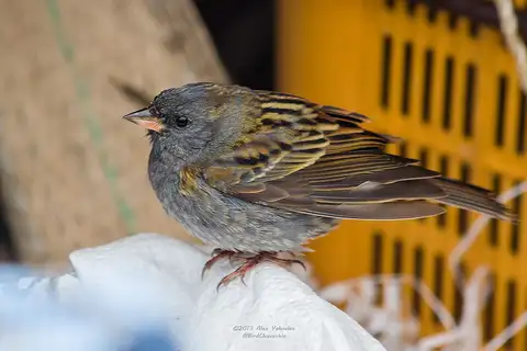 Grey Bunting