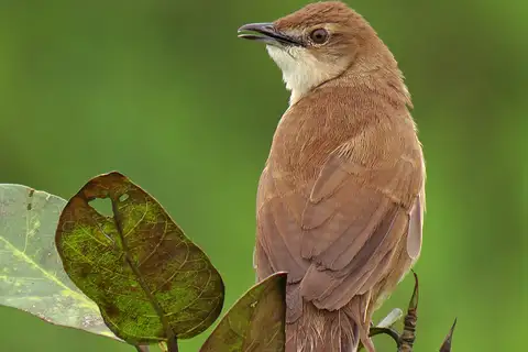 Broad-tailed Grassbird