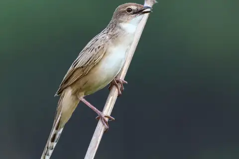 Bristled Grassbird