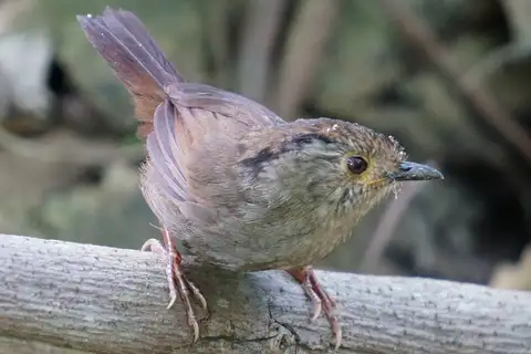 Dusky Fulvetta