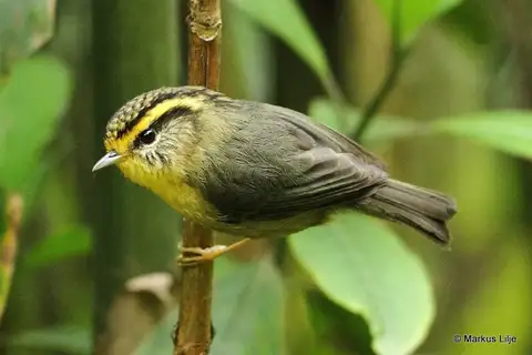 Yellow-throated Fulvetta