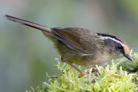Rusty-capped Fulvetta