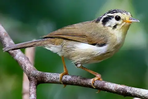 Black-crowned Fulvetta