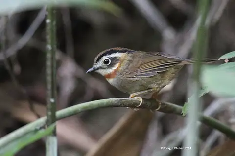 Rufous-throated Fulvetta