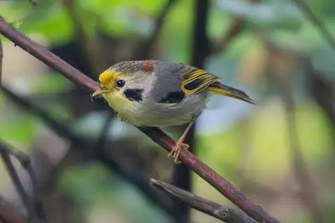 Golden-fronted Fulvetta
