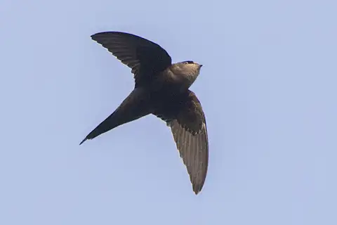 Scarce Swift