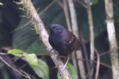 Northern Chestnut-tailed Antbird