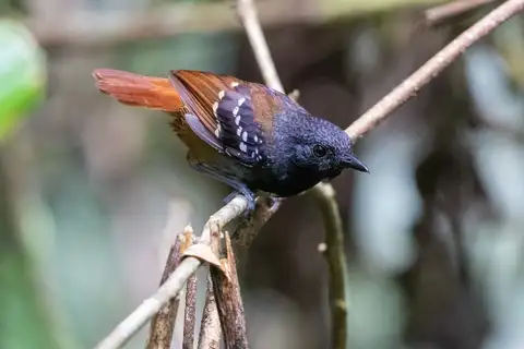 Southern Chestnut-tailed Antbird
