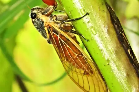 Scieroptera crocea