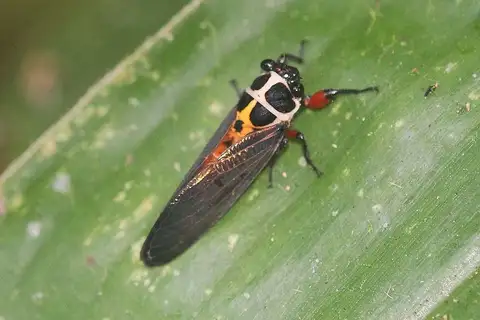 Scieroptera splendidula