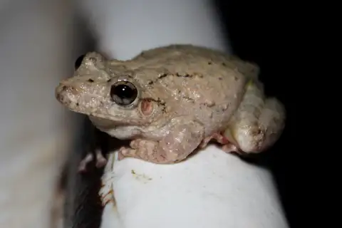 Mato Grosso Snouted Tree Frog