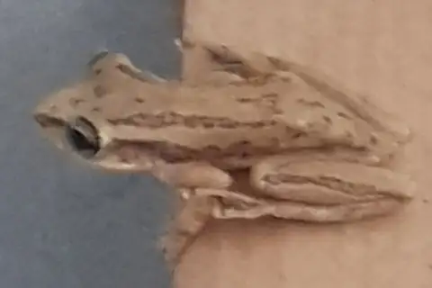 Panama Snouted Tree Frog