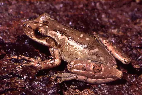 Crubixa Snouted Tree Frog
