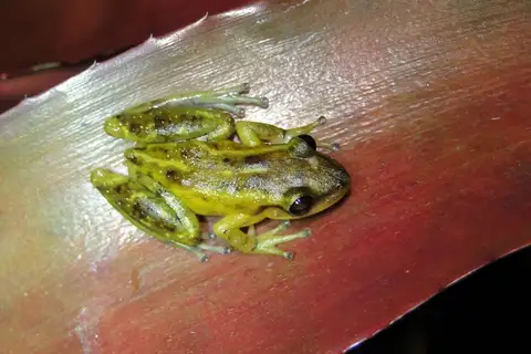 Santa Ines Snouted Tree Frog
