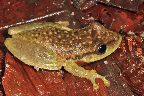 Boeseman's Snouted Tree Frog