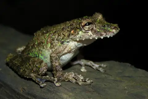 Boulenger's Snouted Tree Frog
