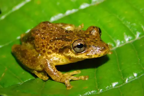La Vega Snouted Tree Frog