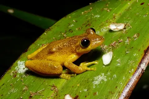 Campo Belo Snouted Tree Frog
