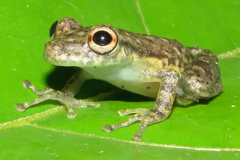 Manaus Snouted Tree Frog