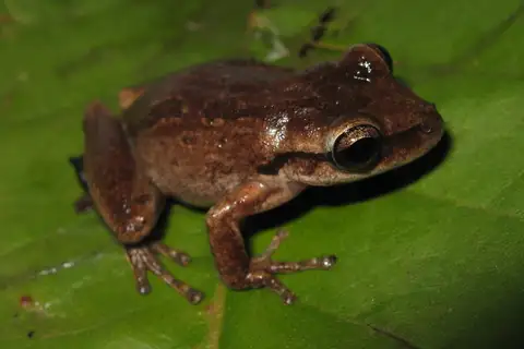 Lanceback Tree Frog