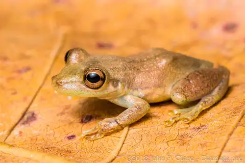 Olive Snouted Tree Frog
