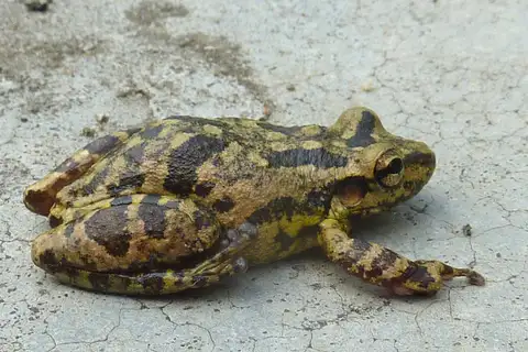 Maracas Snouted Tree Frog