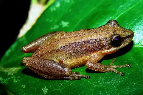 Brown-bordered Snouted Tree Frog