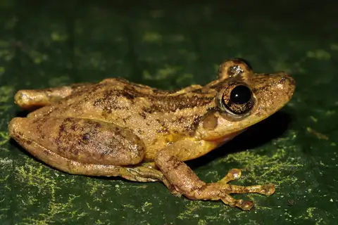 Fuscous-blotched Snouted Tree Frog