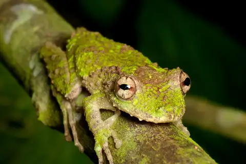 Eirunepe Snouted Tree Frog