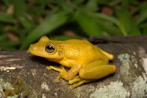 Hay's Snouted Tree Frog