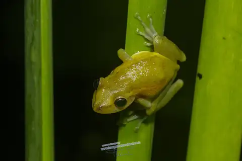 Santa Catarina Snouted Tree Frog