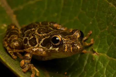 Alpinopolis Snouted Tree Frog